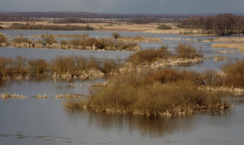 Biebrza - Burzyn - rozlewisko