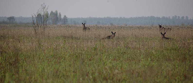 Grobla Honczarowska, kraniec