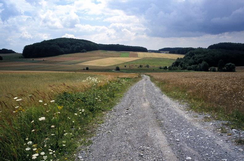 Jura - Żary - okolice - Przez pola II