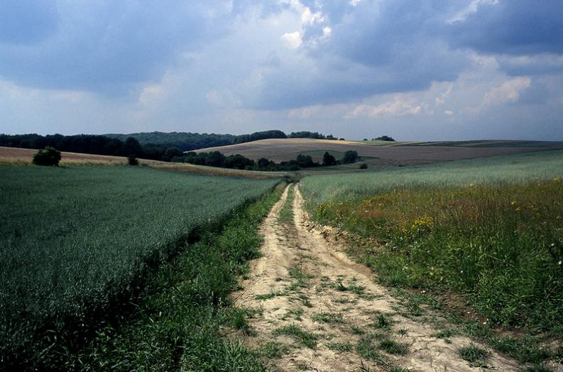 Jura - Żary - okolice - Przez pola