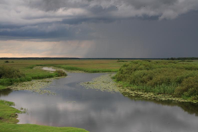 Biebrza - Biały grąd - starorzecze