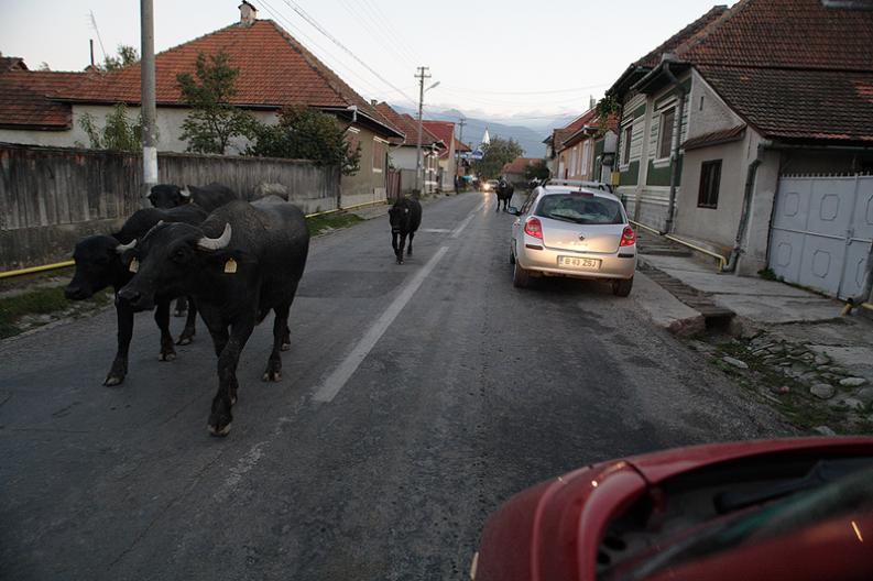 Cartisoara. Ku Fogaraszom. Droga transfogaraska.