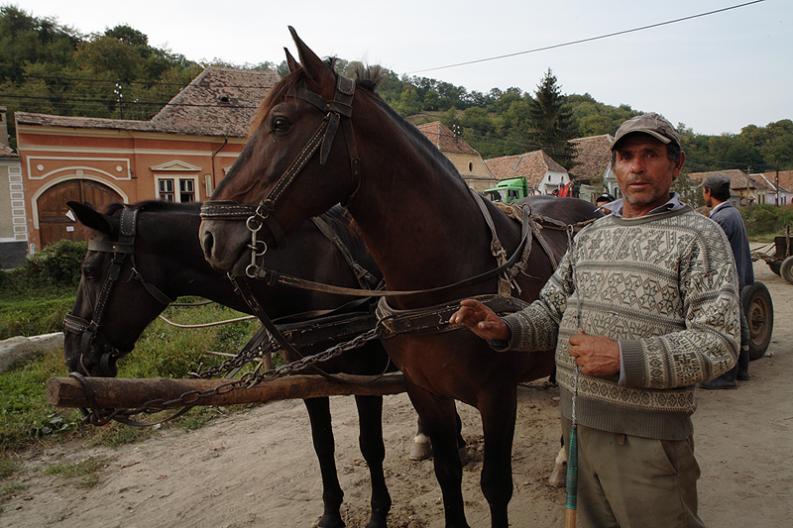 Transylwania - Richis - spotkania przy wodopoju I