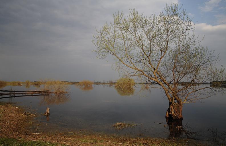 Biebrza - Ruś - nadrzeczna wierzba III I