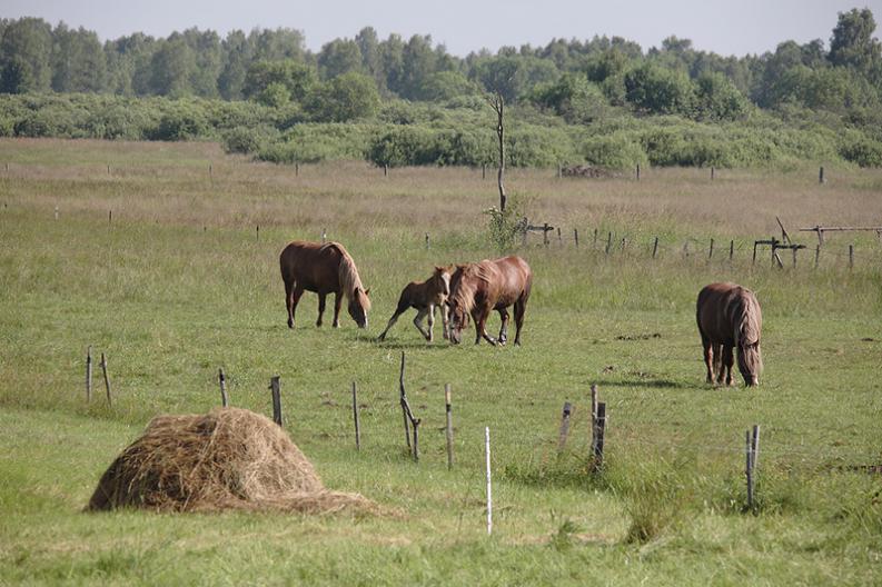 Kapice - konie XI