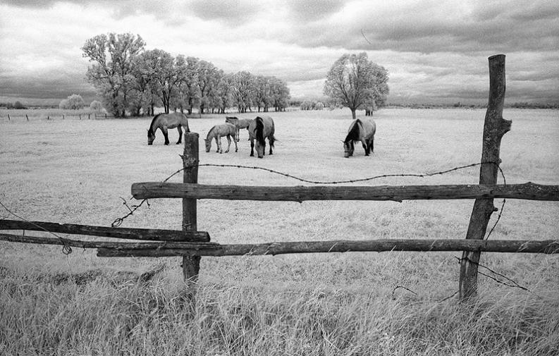 Kapice - podczerwień II