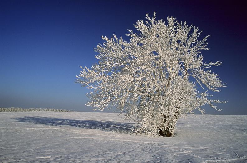 Kosmołów - okolice - Jura - Ubrane w biel IV