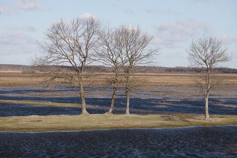 Biebrza - Biały Grąd - rozlewiska wiosenne II