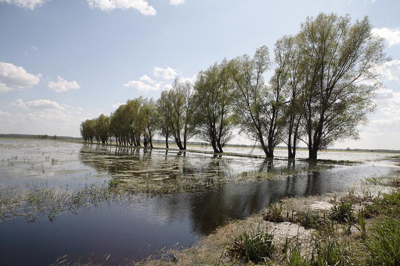 Narew-rozlewiska II