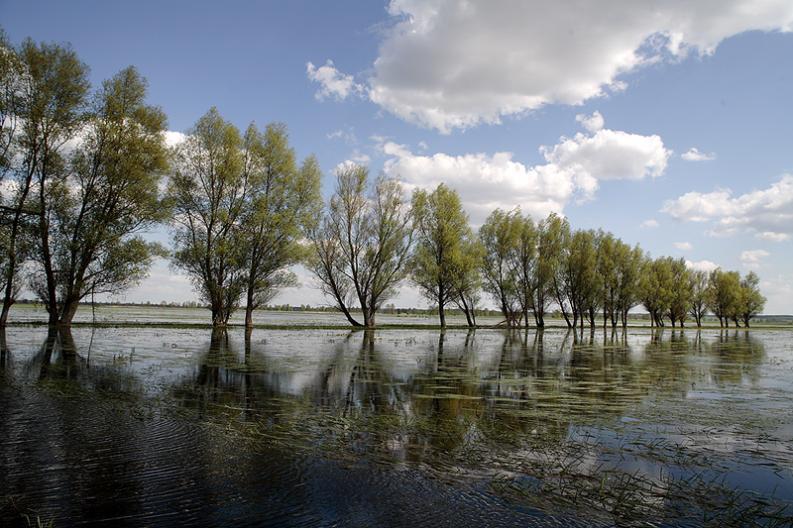 Narew-rozlewiska III