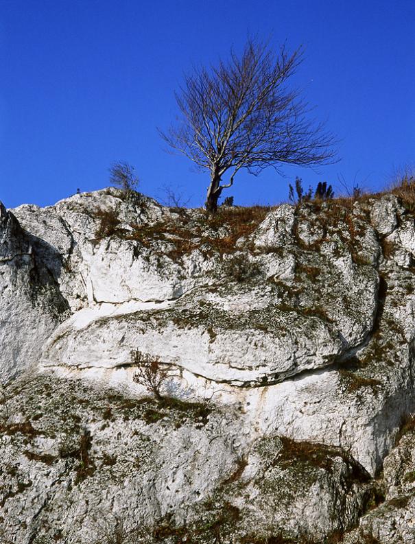 Jura- Rzędkowice. Walka o przetrwanie