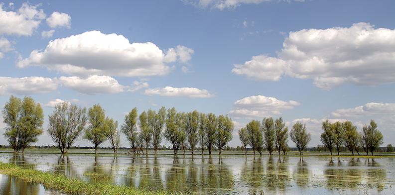 Narew-rozlewiska