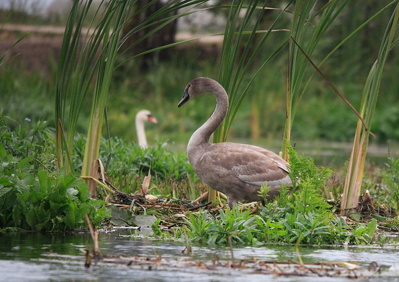 Rzędziany - Narew