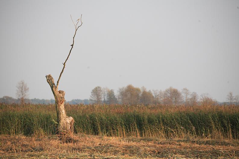 Narew - Śliwno