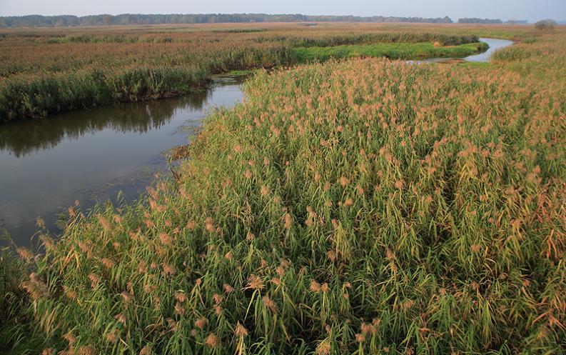 Topilec - Narew