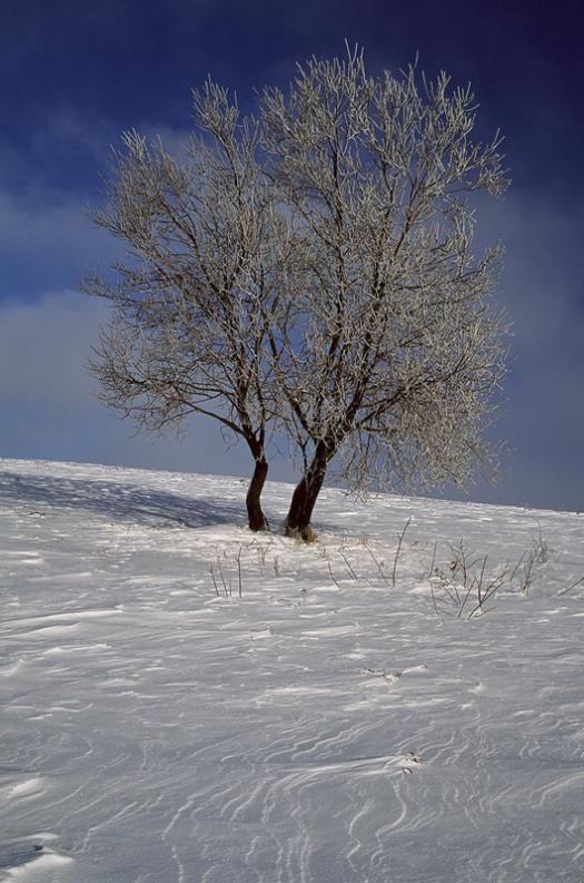 Jura - Żary - okolice - Mroźna cisza II