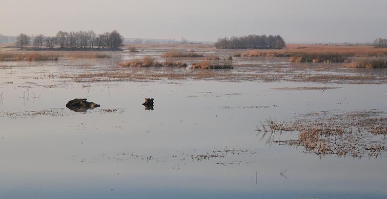 Biebrza - rozlewiska widziane z Bialego Grądu