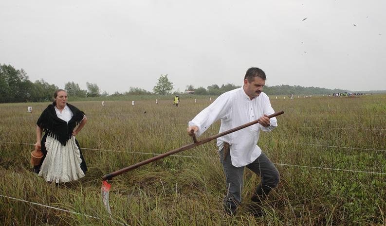 Biebrzańskie sianokosy - mistrzostwa w koszeniu bagiennych łąk. 1