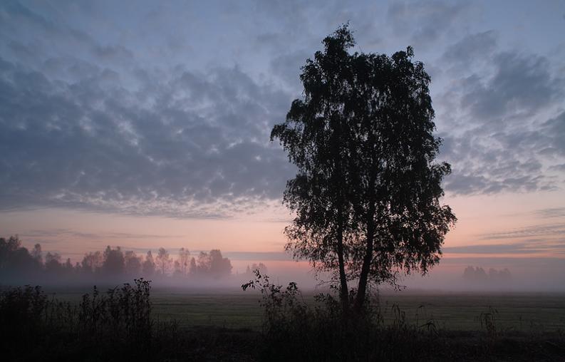 Kapice - mglisty brzask