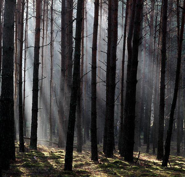 Kapice - las budzony światłem ciag dalszy 3