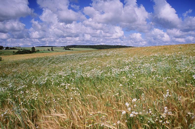 Jura - Żary - okolice - Baranki nad polem