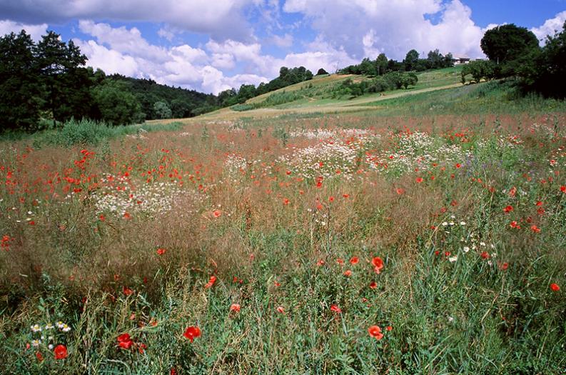 Jura - Żary - okolice - Makowe pole
