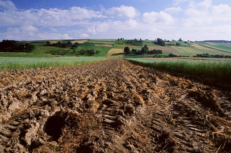 Jura - Żary - okolice - Barwy ziemii