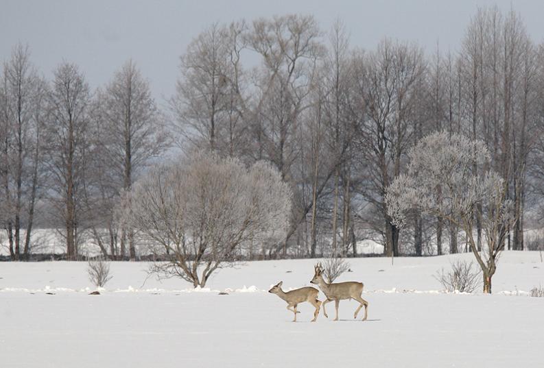 Kapice - sarny - kwiecień na zimowo