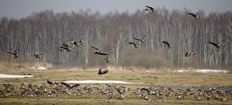 Gęsi białoczelne i zbożowe - Kapice i okolica I