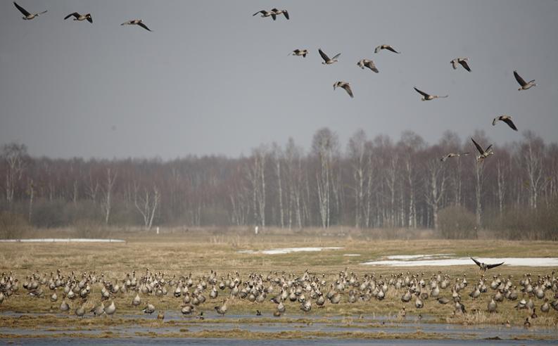 Gęsi białoczelne i zbożowe - Kapice i okolica