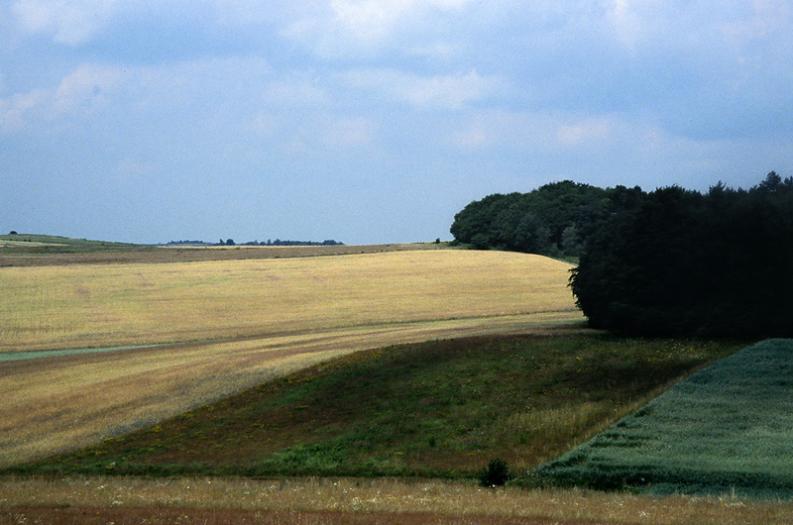 Jura - Żary - okolice - Jurajskie dywany