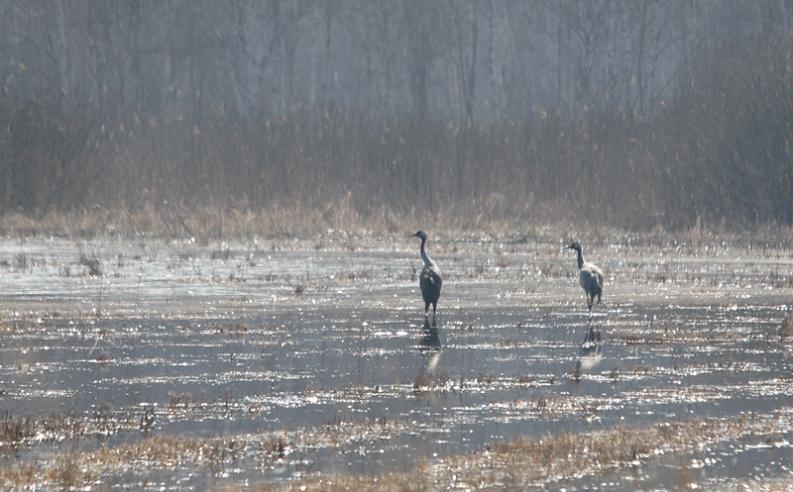 Kapice i okolica - żurawie - roztopy