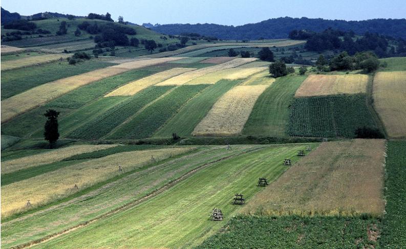 Jura - Żary - okolice - Jurajska mozaika
