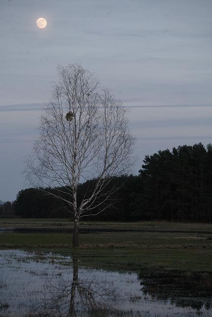 Kapice - księżyc