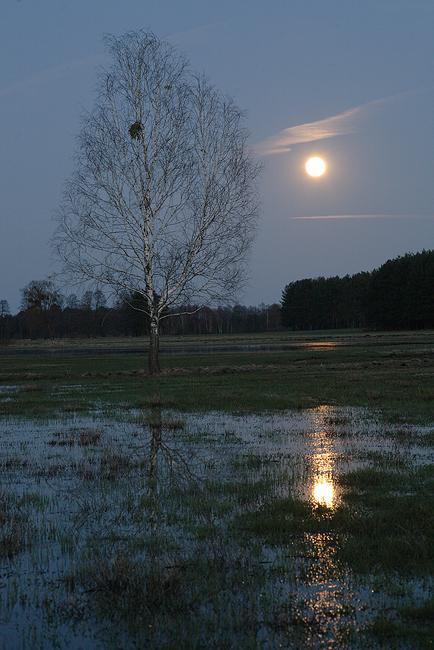 Kapice - księżycowy blask