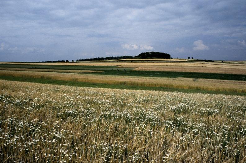 Jura - Żary - okolice - Odcienie brązu