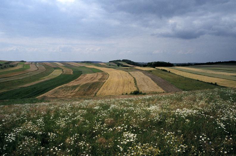 Jura - Żary - okolice - Odcienie brązu II