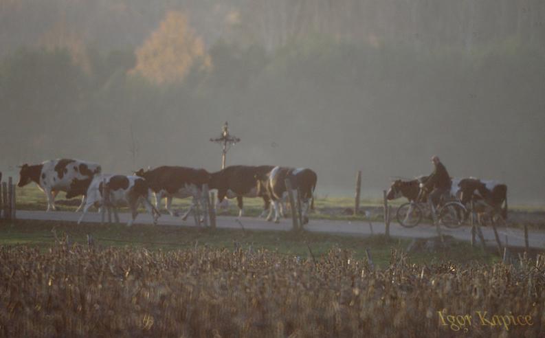 Sojczyn Borowy - powrót z pastwiska  z krzyżem w tle