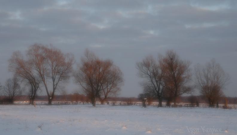 Kapice - wierzby w czerwieniach