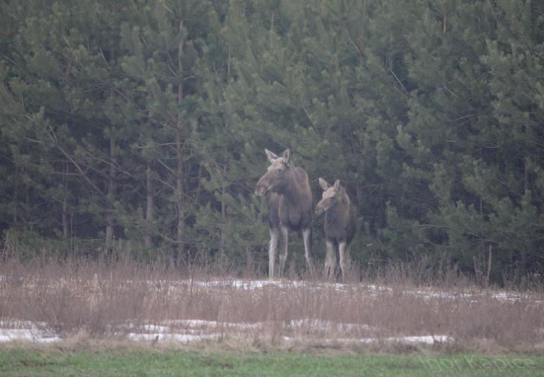 Kapickie łosie -  Patrz i nasłuchuj, ktoś nadchodzi. 