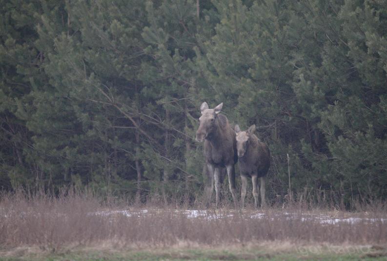 Kapickie łosie -  Tak na wszelki wypadek przytulę się do mamy.