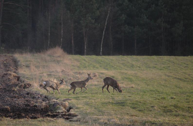 Kapice - popołudniowe sarny 1