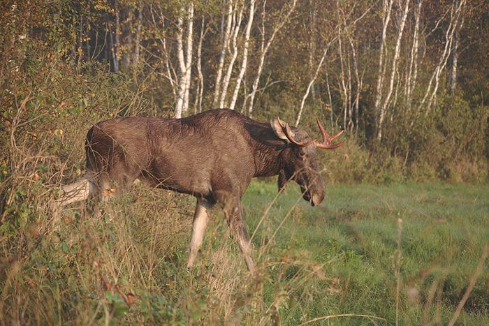 Bukowisko w Kapicach