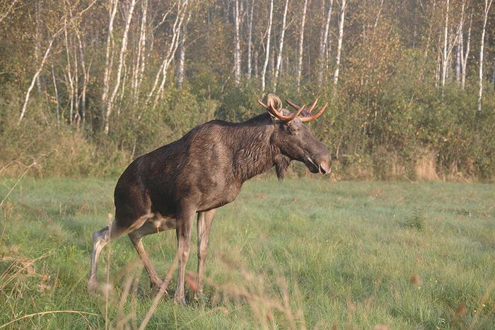 Bukowisko w Kapicach 1