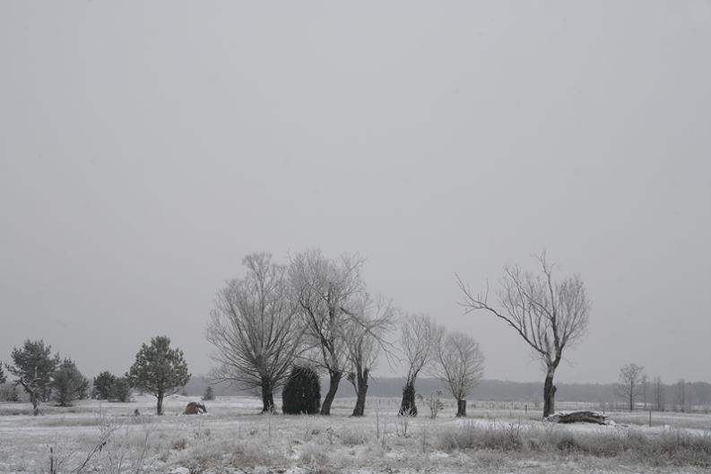 Kapice zima 2014 - wierzby i szron