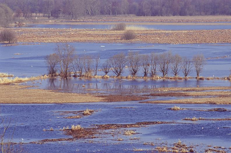 Biebrza - Goniądz - wiosenne wylewy