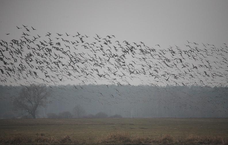 Lecą gęsi, lecą 4