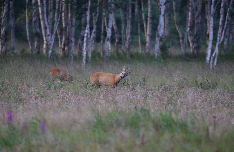 Koziołek i sarna