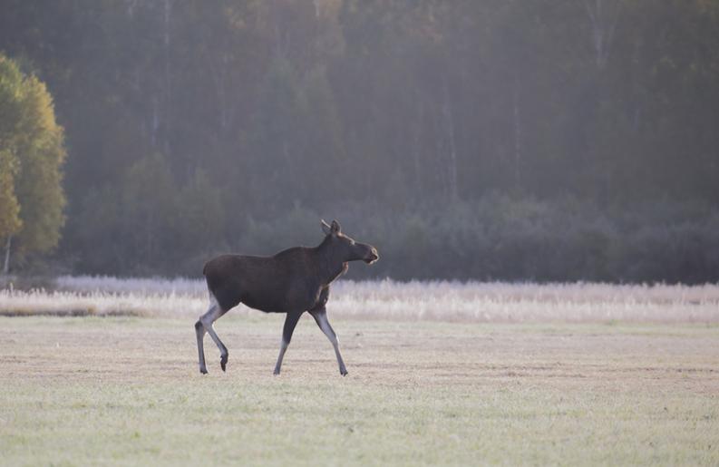 01 Bukowisko 2016 