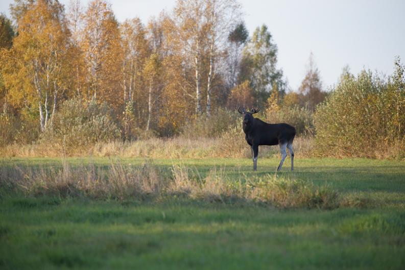 Byk łąkowy